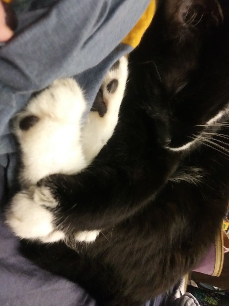 black and white kitty baby holding her feets as she sleeps