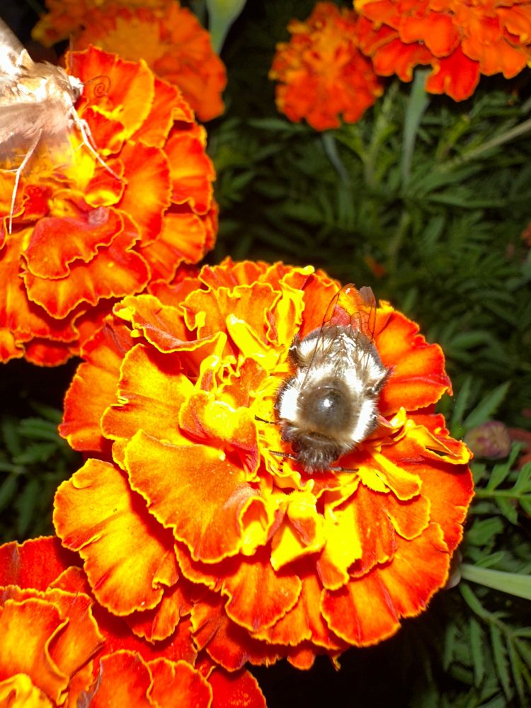 Macro photo of a bumblebee taking a rest on top of an orange and yellow vibrant marigold flower. There’s also a moth pollinating a different marigold in the background left of center. 