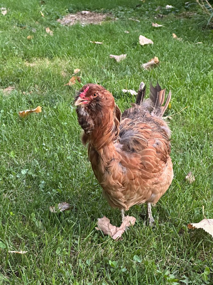 Pictured is an Easter egger chicken with different colors of brown feathers. 