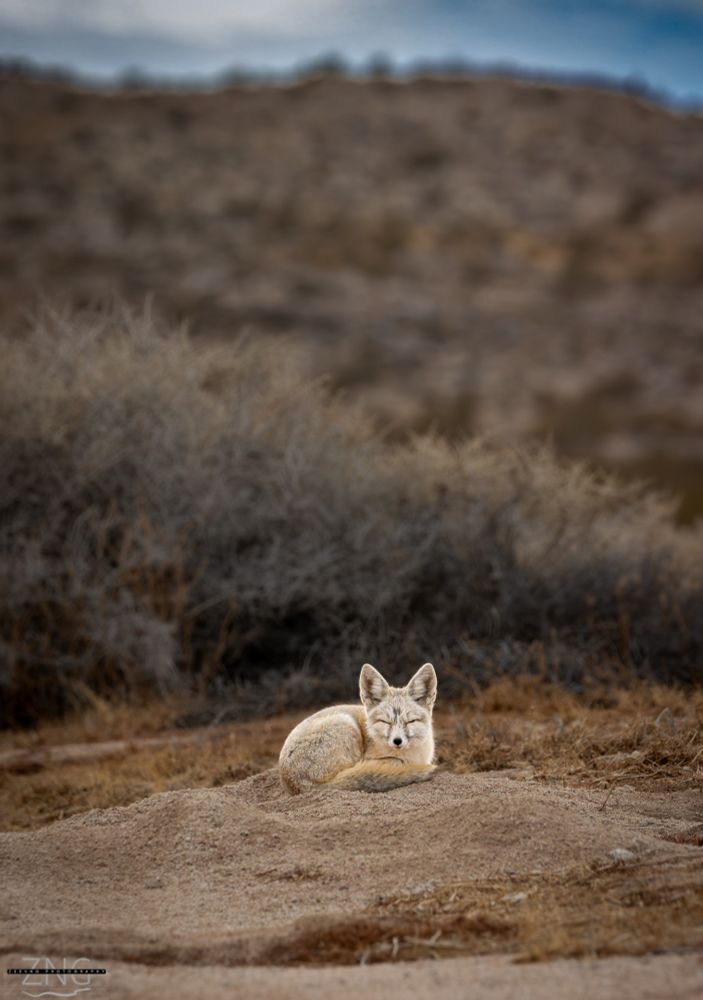 Got to spend Christmas in the desert with some kit foxes. Four of them surprised me in an area I've been visiting for years, and have apparently missed this den the whole time. 
Love them. Sleepy lil puppies. 

Desert Kit Fox 
Vulpes macrotis macrotis