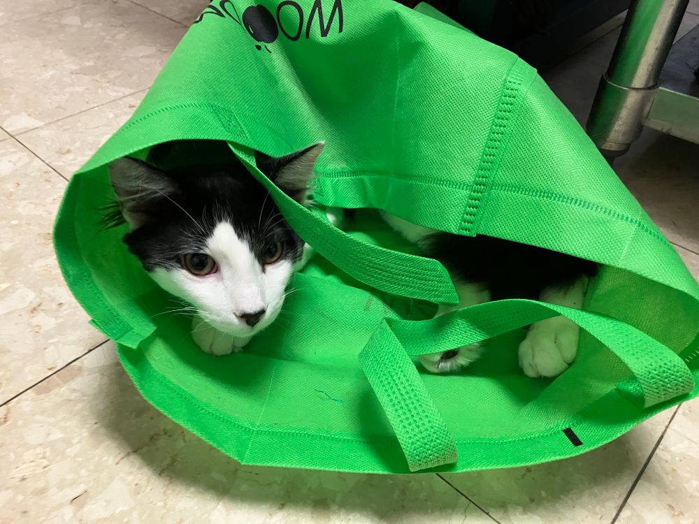 A black and white cat is curled up inside a bright green shopping bag. Only his head and feet are visible. The bag is on its side on a tiled floor. One of the bag’s handles is looped over one of the cat’s ears. 