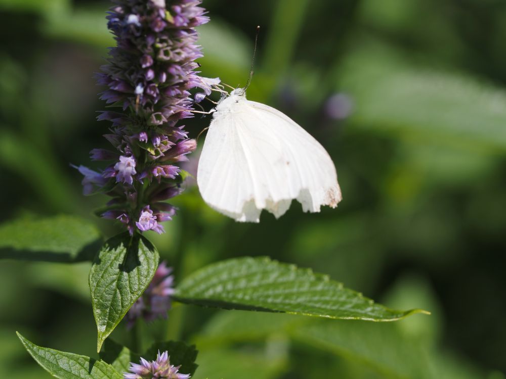 A small white butterfly with tattered wings sits on a column of tiny purple flowers above bright green leaves.