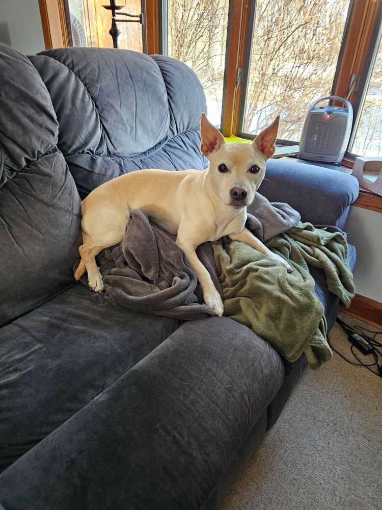 Fawn- colored pit mix dog with short legs lays on top of a big pile of blankets on a couch. 