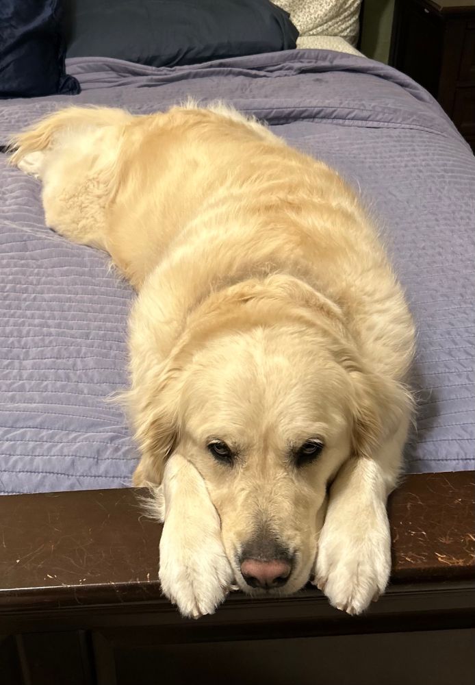 Cream colored golden retriever lying on a blue bed spread with her head on her paws.