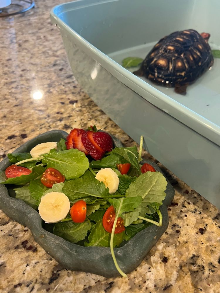 Redfoot tortoise soaking in tub, dish of salad with baby kale, strawberry, tomato, and banana beside tub 