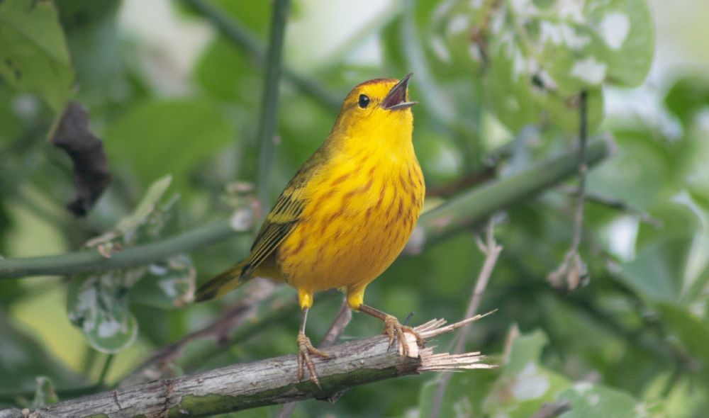 A Galapagos yellow warbler male singing.