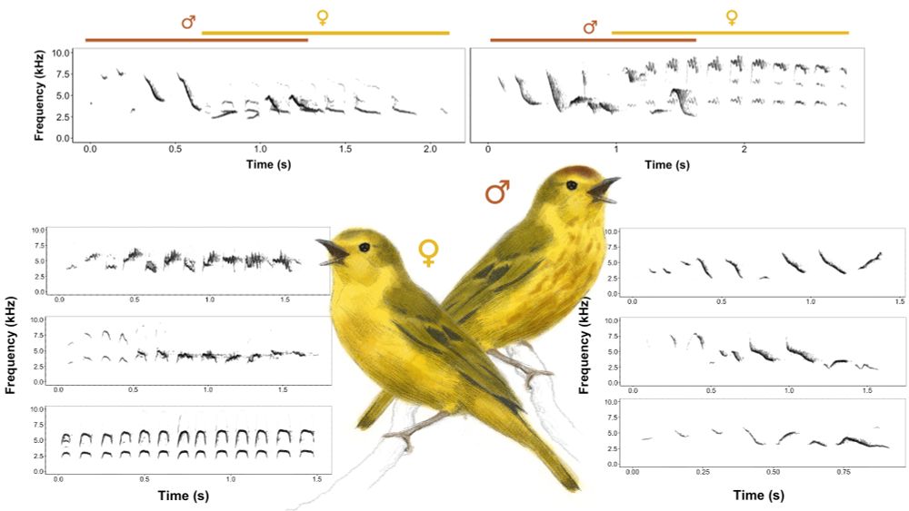  Illustration of female and male yellow warblers and their respective songs. On top, two duets are shown in spectrograms with male parts marked in red and female parts marked in yellow. On the left are three female songs and on the right are three different male songs. Illustrations are courtesy of Lena Gies.
