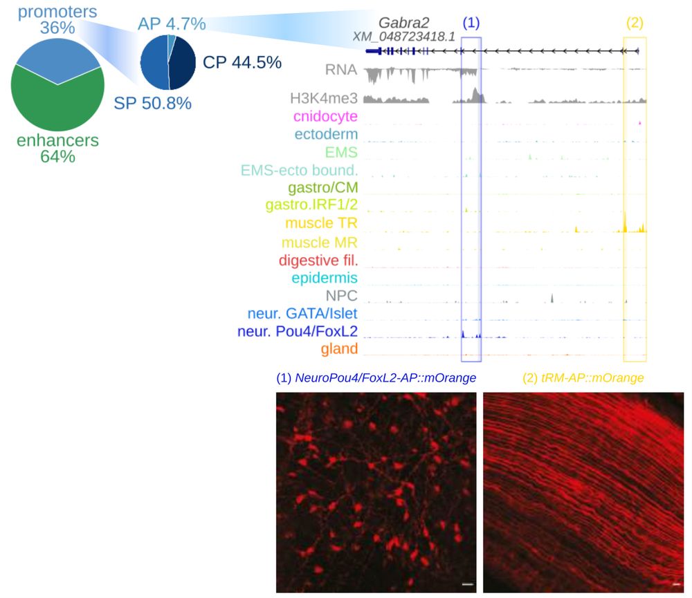 Alternative promoter of Gabra2 in neurons and muscle. 