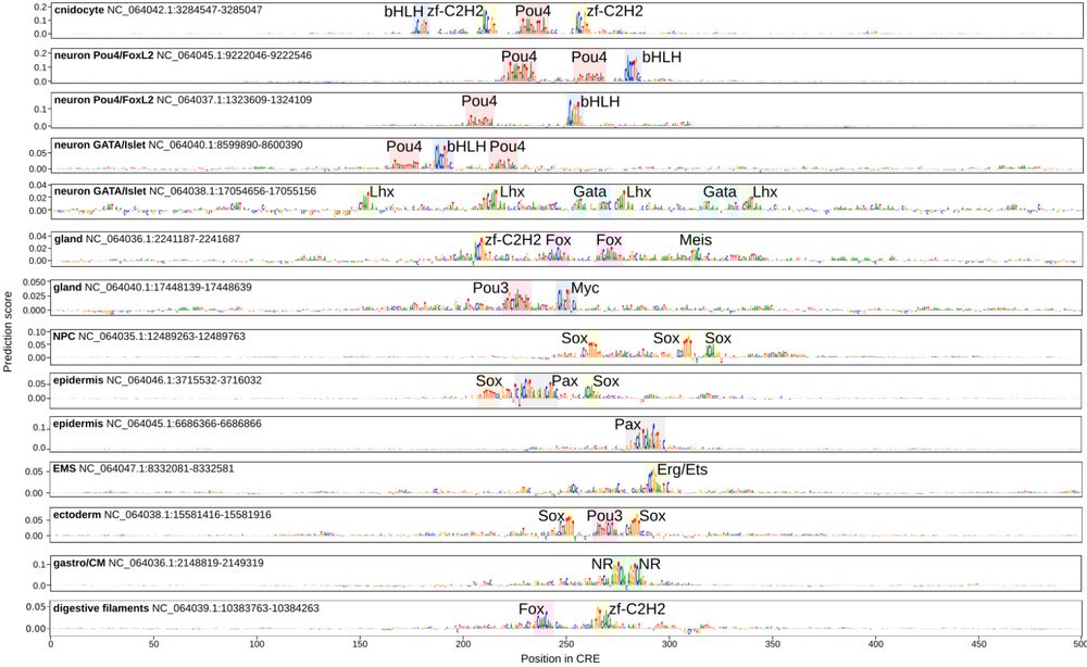 Motifs identified with deep learning in CREs of different cell types.