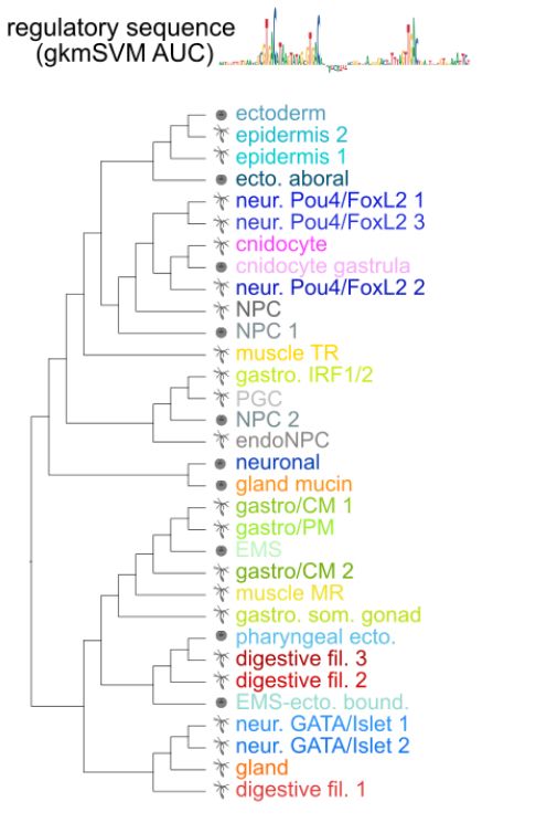 Cell type relationships based on regulatory sequence similarity