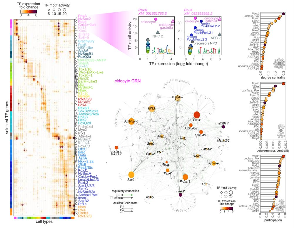 Cnidocyte gene regulatory characterization.