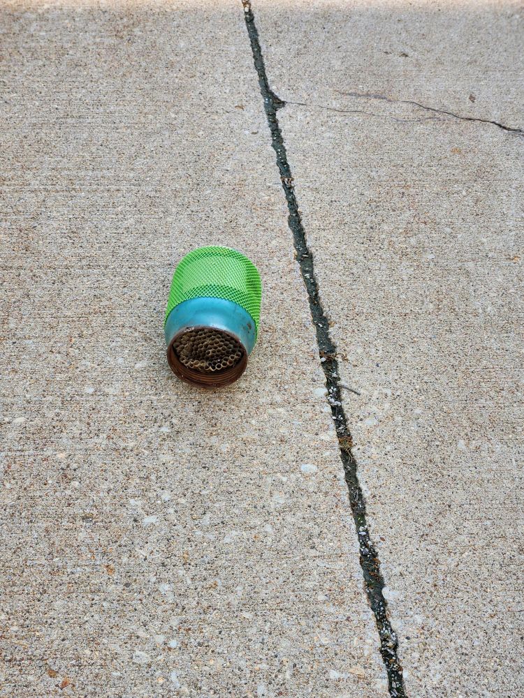 Wasp nest inside a gas cylinder cap.