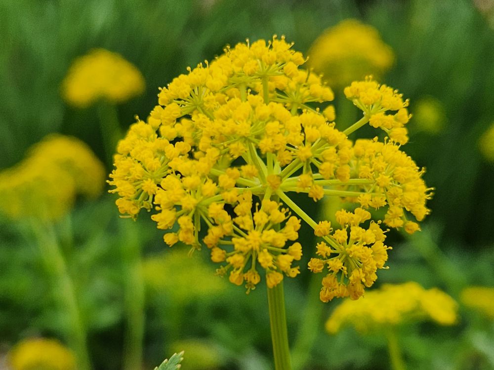 Golden Alexander flower