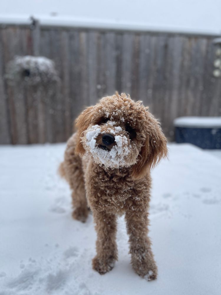 Cleo, a mini golden doodle puppy, standing in the snow with snow all over her muzzle. 