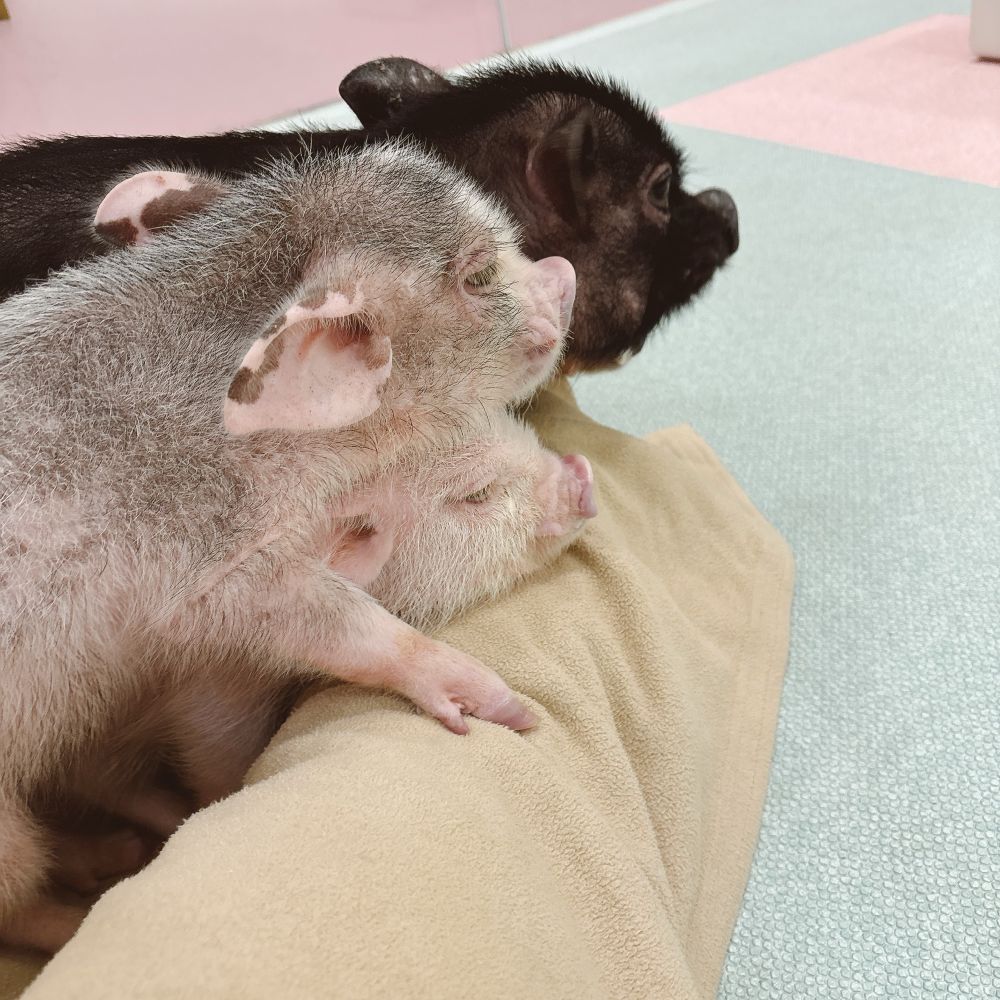 ニンゲンのスネに3匹の子豚氏がのっている写真