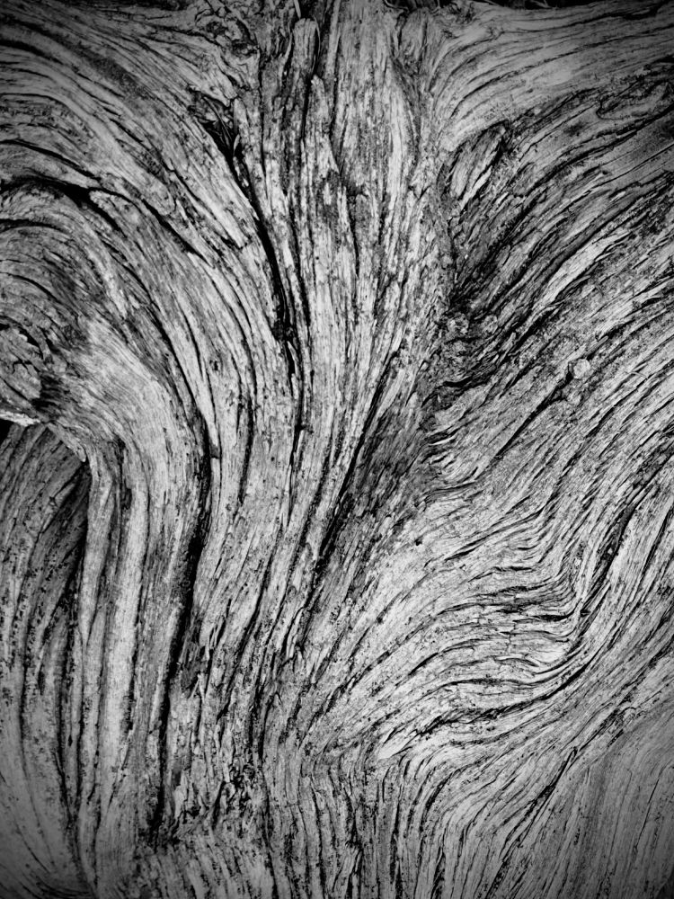 Dead tree whorls and waves in black and white 