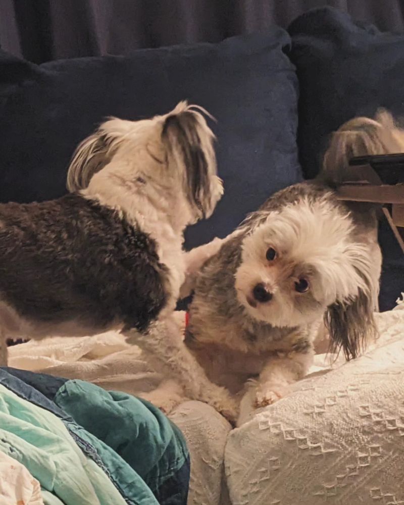 Two Chinese Crested Powder Puff dogs playing on a couch. The smaller black and white dog is pawing at the side of the bigger grey and white dog. The grey and white dog looks shocked. 