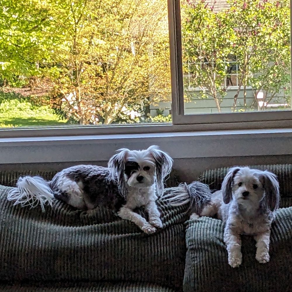 Two Chinese Crested Powder Puff dogs rest on the back of a couch looking towards the camera. There is a window behind them that shows trees and a garden around a house. 
The left dog is black and white with a black patch on her right eye. The right dog is grey, white, and black. Both dogs have long ears and long tails with short hair on their bodies. 