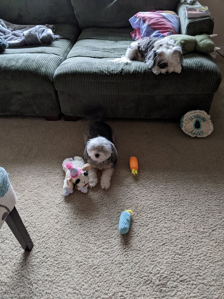 Teddy Bear, a black grey and white Chinese crested powder puff dog sits on the floor smiling and surrounded by toys. 
The toys are a Lambchop stuffed animal as large as the dog is wearing a pink birthday party hat and a hide and seek toy shaped like a birthday cake with stuffed squeaky toys shaped like lit birthday candles. 
There is a smaller black and white Chinese crested powder puff dog sitting on the couch behind Teddy Bear looking depressed and staring at the ground. She is Teddy Bear's daughter, Tinkerbell. 