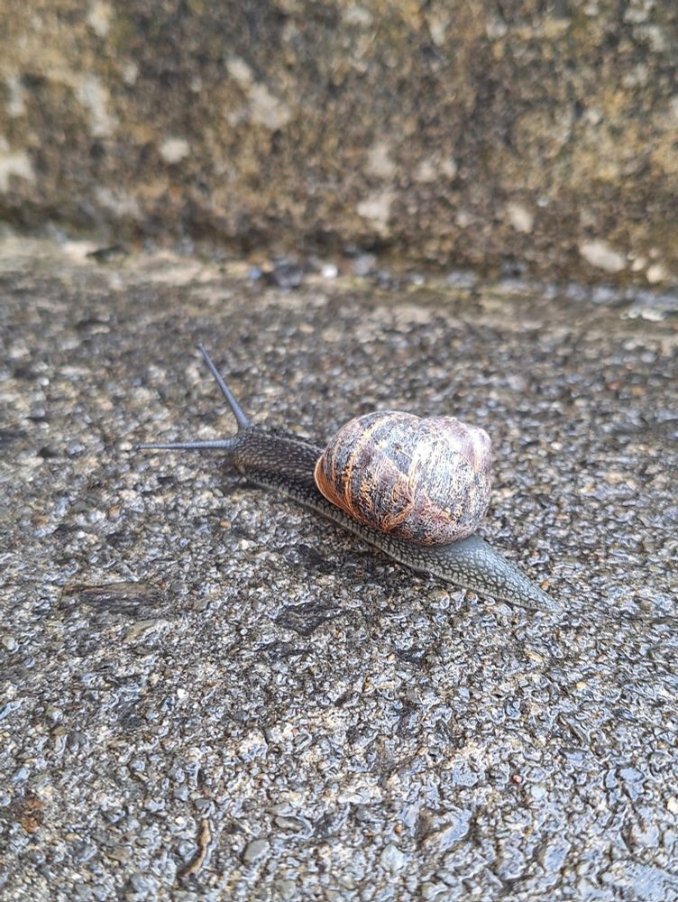 A snail on the steps behind the library
