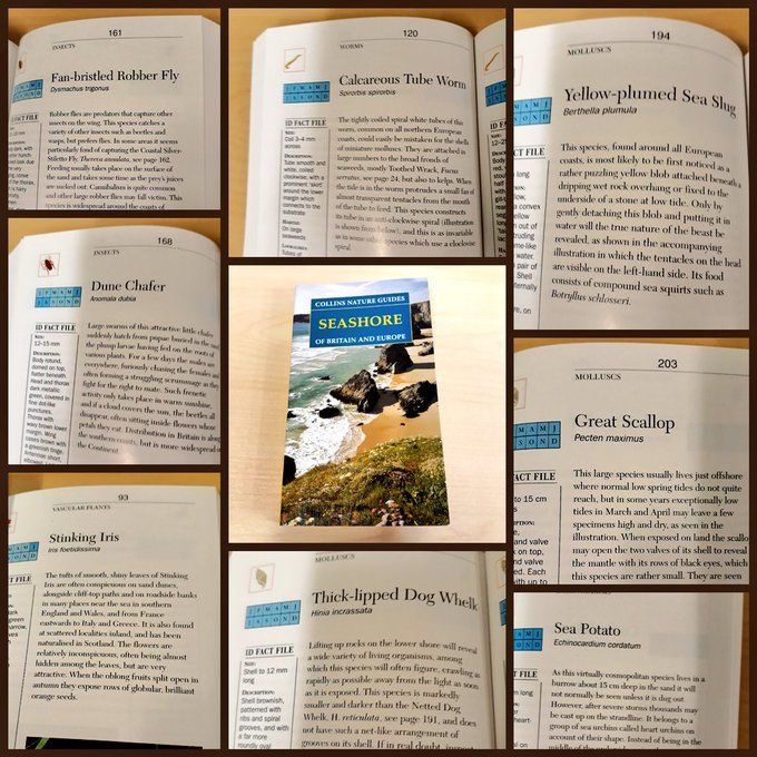 Entries from Collins Nature Guide to the Seashore. The entries are:
Fan-bristled Robber Fly, Calcareous Tube Worm, Yellow-plumed Sea Slug, Dune Chafer, Great Scallop, Stinking Iris, Thick-lipped Dog Whelk and Sea Potato