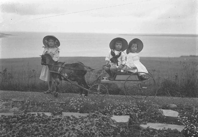 A black and white photograph of three young children. One of them is standing beside a small goat which is pulling a cart with two children sitting aboard.