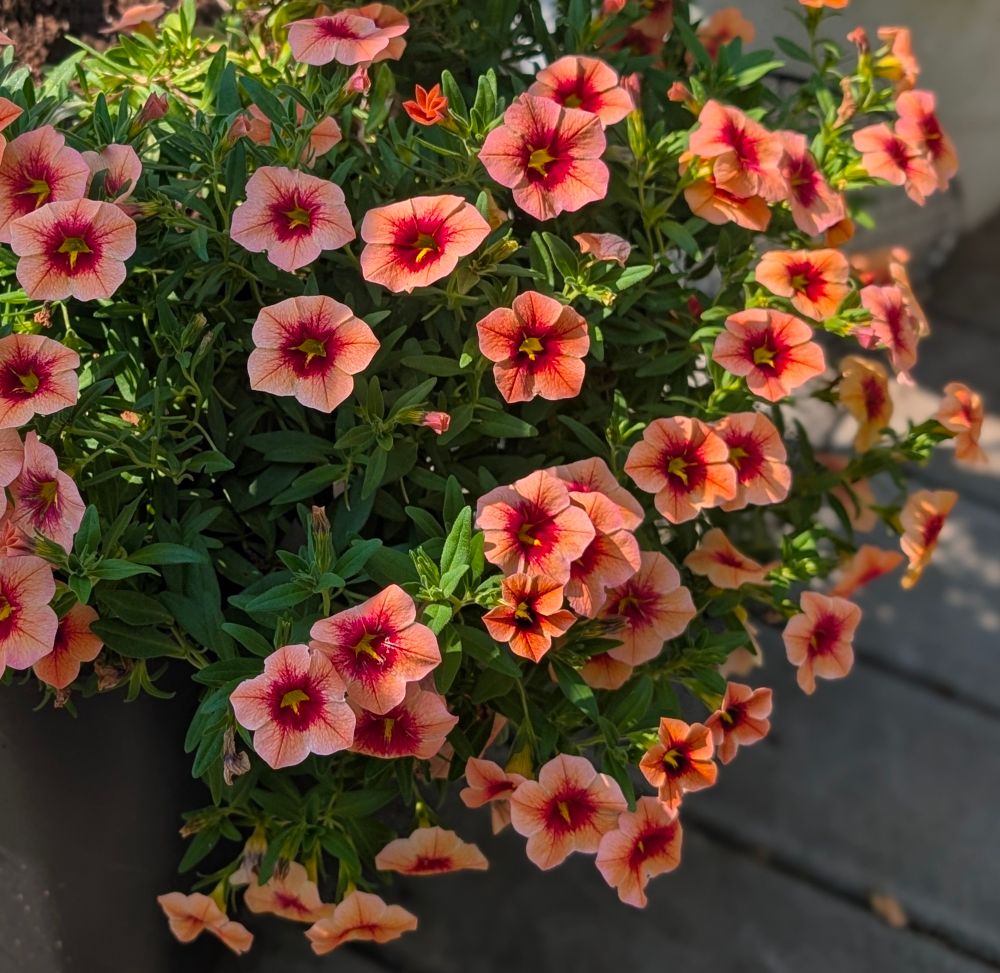 calibrachoa plant with Pink colored flowers