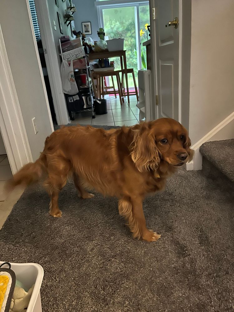 Golden pupper with a piece of pizza crust in his mouth, caught mid wander as he walks around to show everyone he has a treat. 