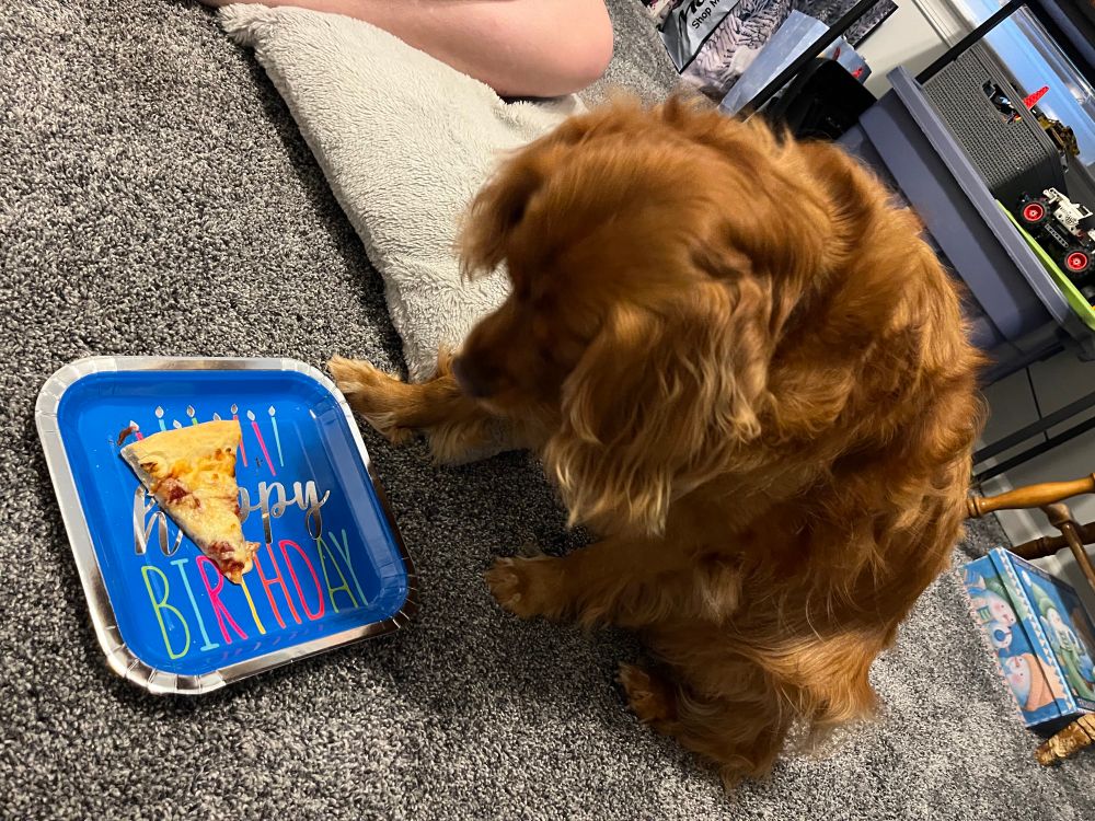 Golden pupper looking at a slice of pizza on a Happy Birthday plate. 