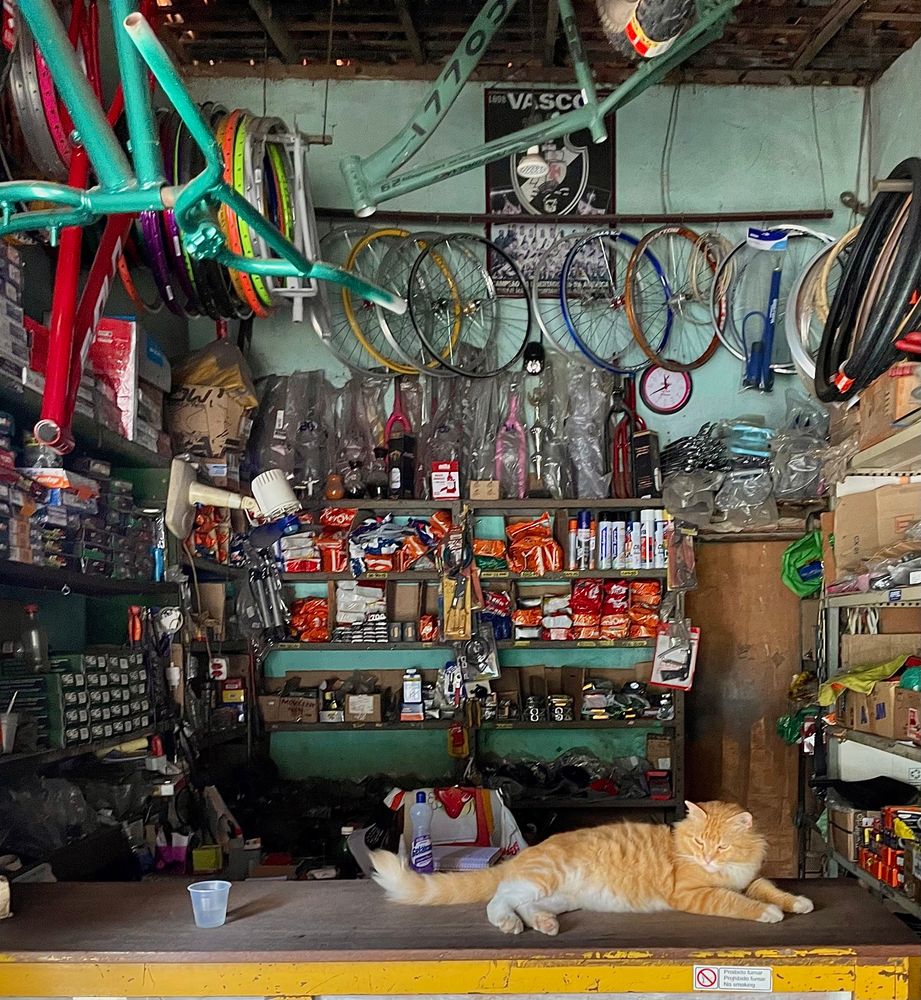 Katze auf dem Tresen einer Fahrradwerkstatt 