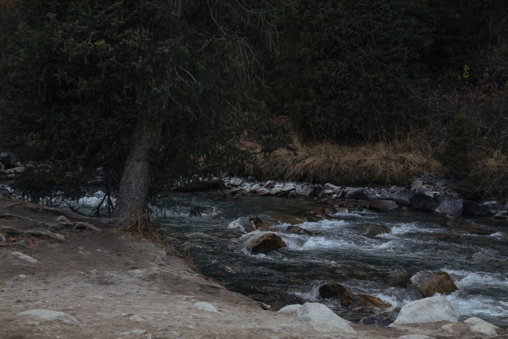 autumn mountain stream and pine tree