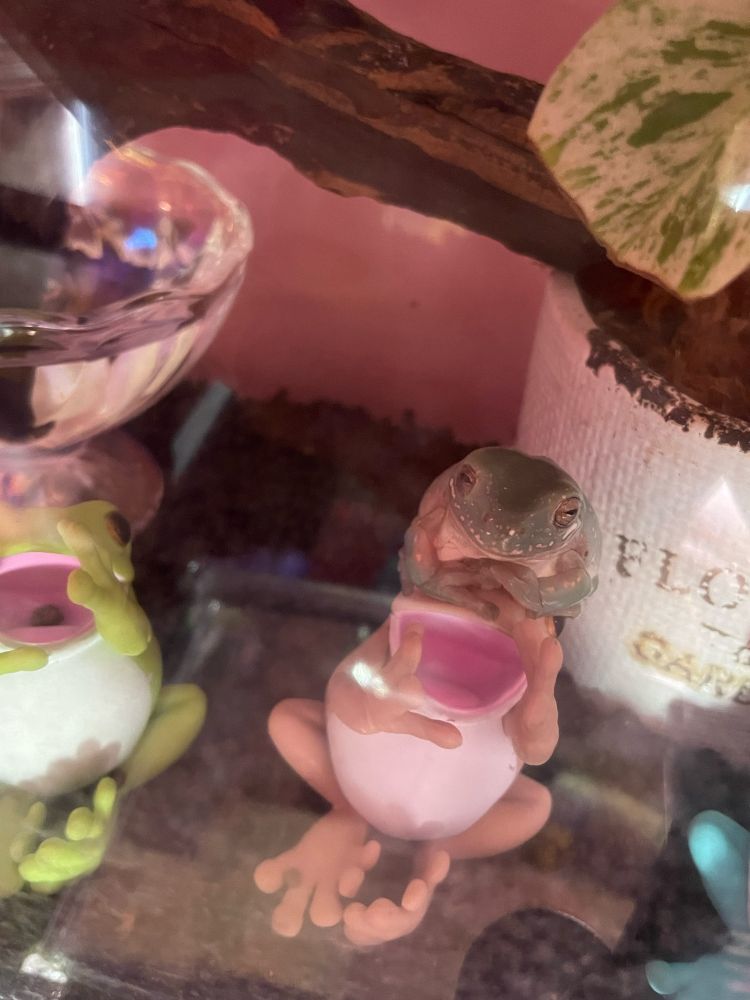 イエアメガエルフィギュアの上に乗っかるイエアメガエルのユキちゃん♂