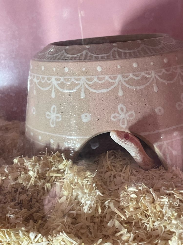 コーンスネークのピンクちゃん♀