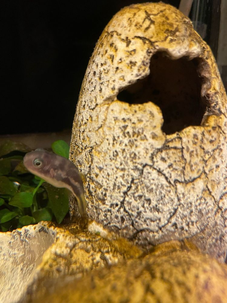 卵のオブジェとアベニーパファー①