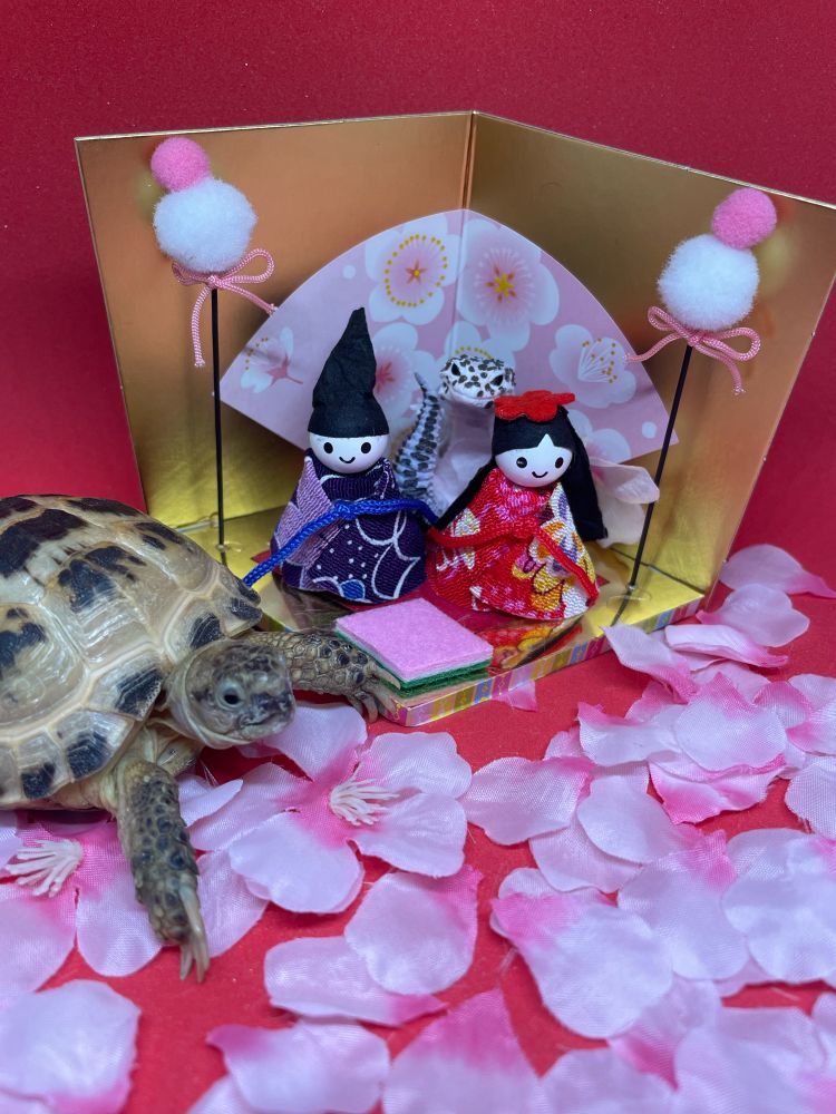 雛飾りとロシちゃん