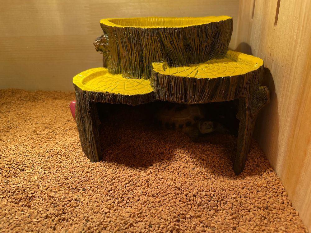 シェルターにこもるロシアリクガメのロシちゃん