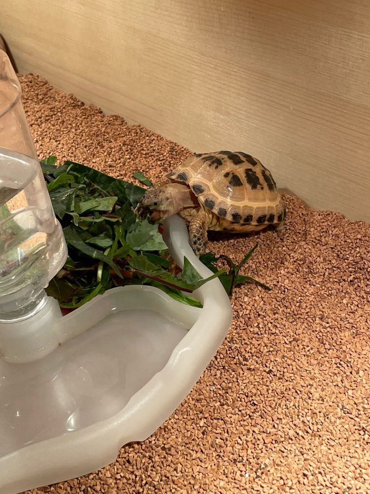 ロシアリクガメのロシちゃん(性別不明)の食事風景