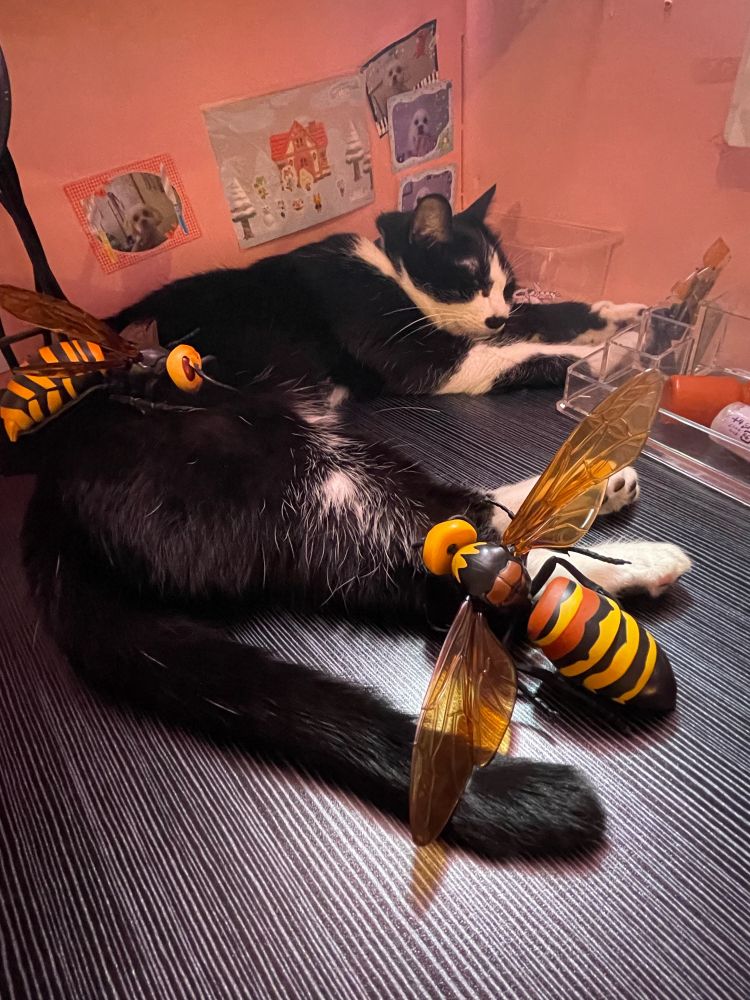 子どもにスズメバチフィギュアを置かれたお昼寝中のMIX猫のクロロ♂
