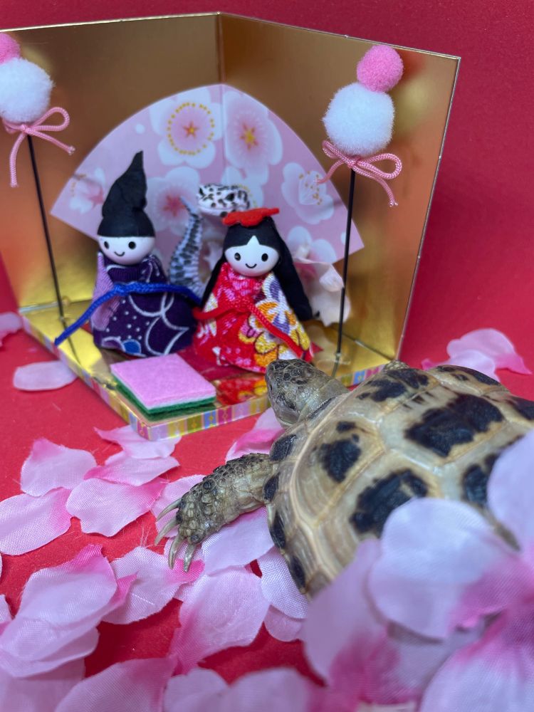 雛飾りと桜に埋もれるロシちゃん🌸