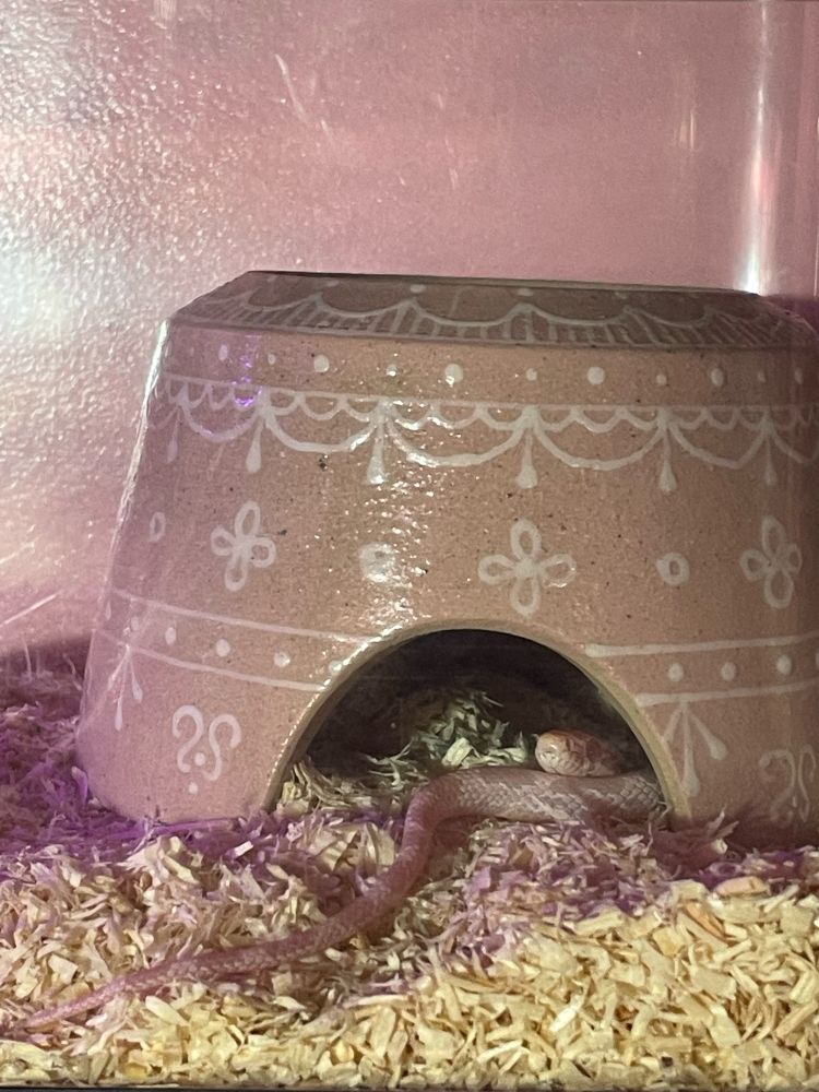 コーンスネークのピンクちゃん♀