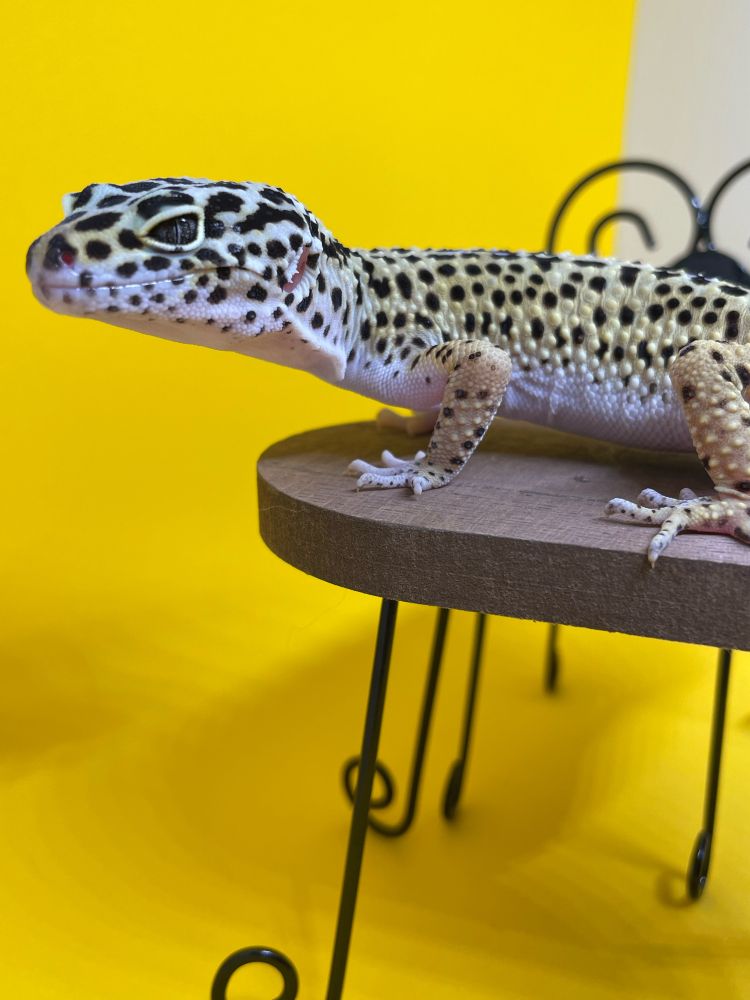 ミニチュア机に乗るプリちゃん♂(レオパードゲッコー)