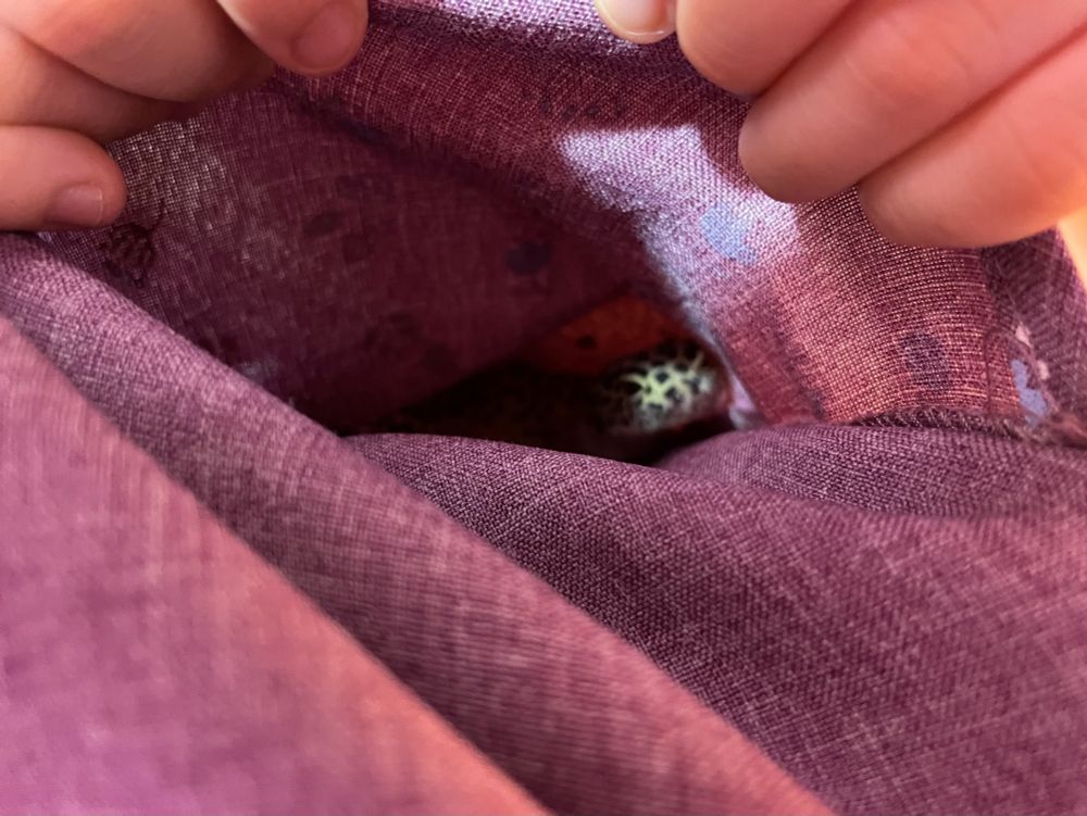 ポケットにすっぽり入るレオパ