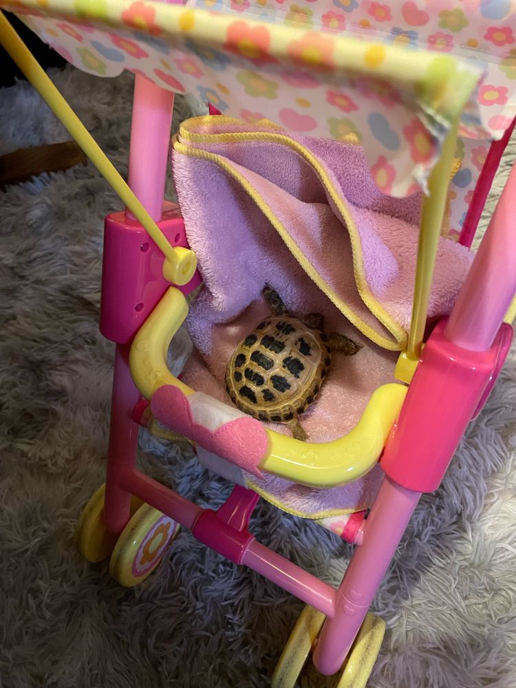 メルちゃん用のベビーカーにのるロシちゃん