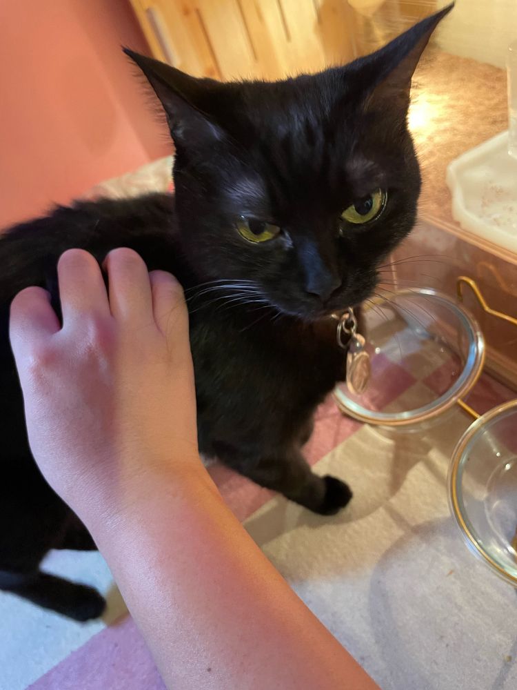 飼い主に撫でられるMIX猫のシャムール♀