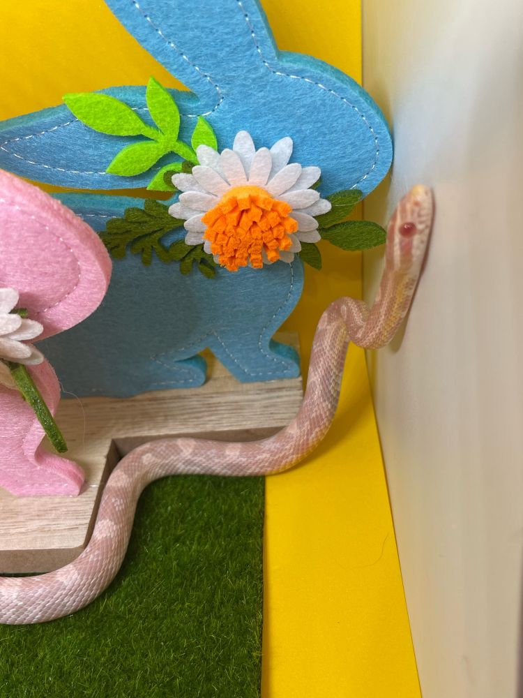 撮影ボックスから脱走しようとするピンクちゃん♀(コーンスネーク)