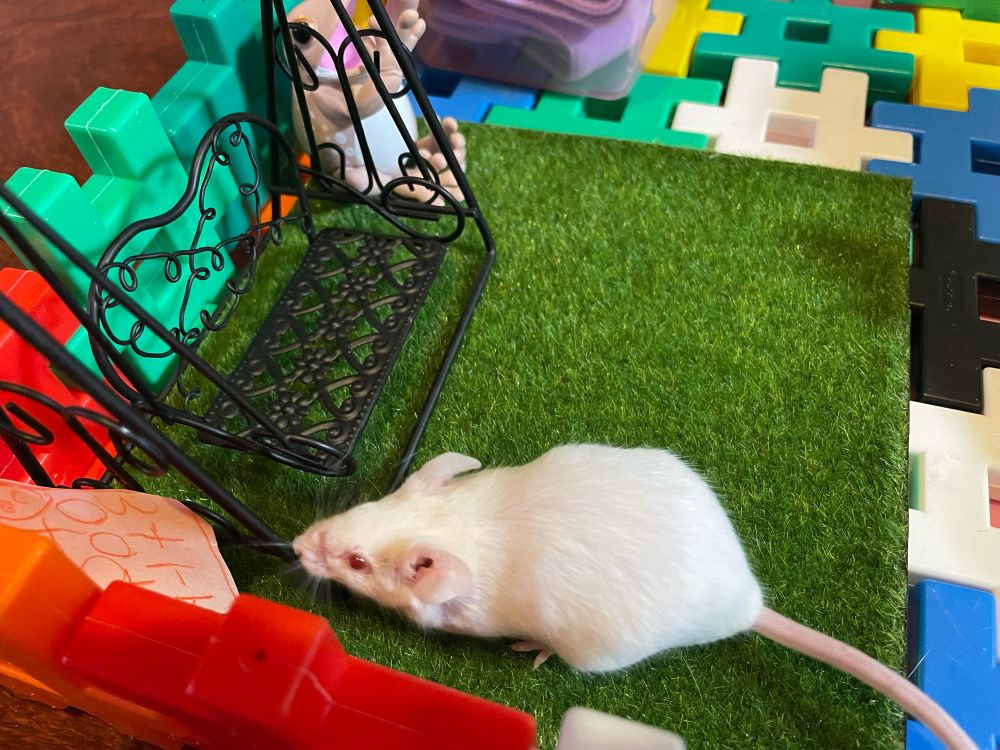 ブランコをつんつんするハツカネズミ♀