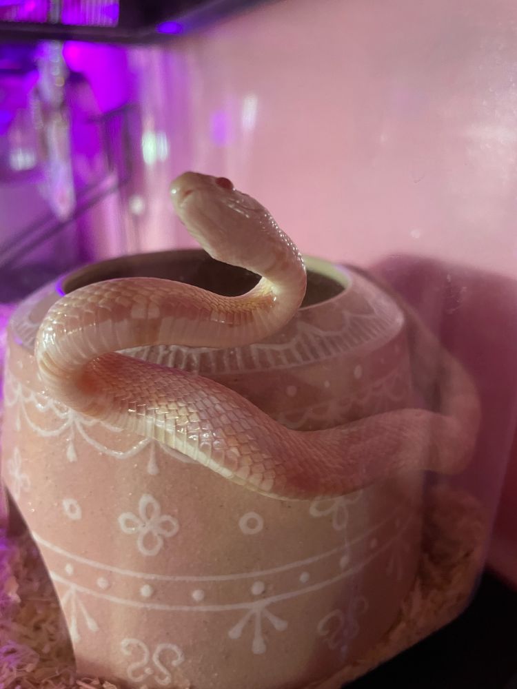 可愛いシェルターに巻きつくピンクちゃん♀(コーンスネーク)