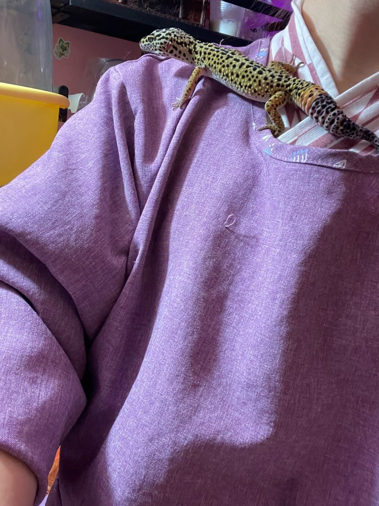 片乗りプリちゃん♂(ヒョウモントカゲモドキ)