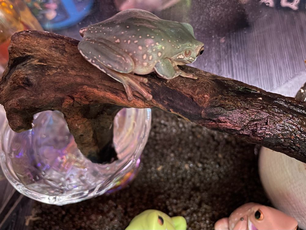 下を見るユキちゃん♂(イエアメガエル)