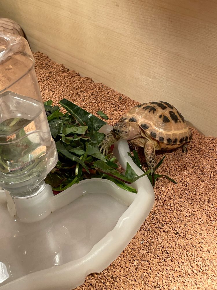 ロシアリクガメのロシちゃん(性別不明)の食事風景